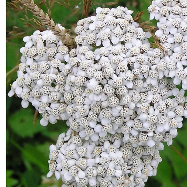 Rowan & Yarrow Charm Necklace