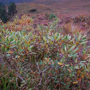 Op de afbeelding: Een close-up van een groene struik met bladeren in verschillende tinten groen en bruin. De struik groeit in een veld met paarse heide.
