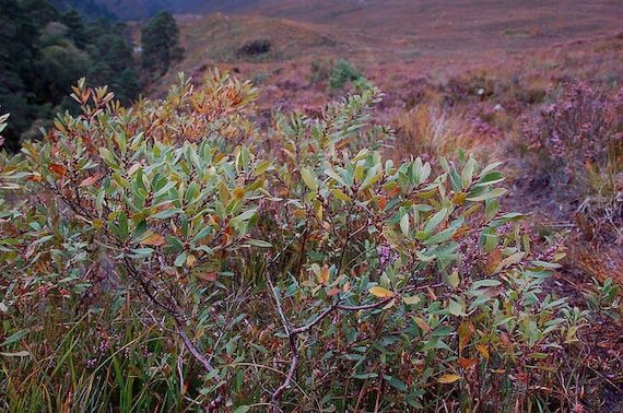Bog Myrtle Certified Organic Essential Oil (Canada)