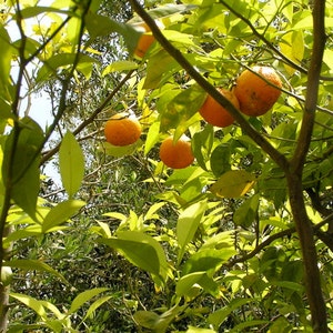 Peut inclure: Gros plan d'un arbre d'agrumes avec des fruits oranges mûrs qui pendent des branches. Les feuilles sont vertes et les fruits sont d'une couleur orange vif.