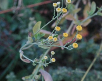 Costmary Essential Oil