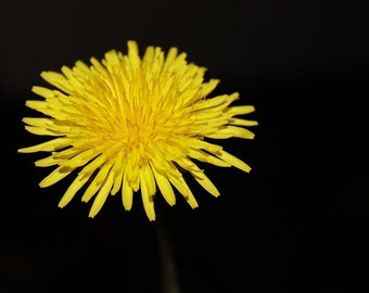 Dandelion Infused Oil