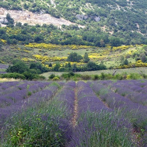 Puede incluir: Un campo de flores de lavanda púrpura en filas con una colina verde en el fondo.