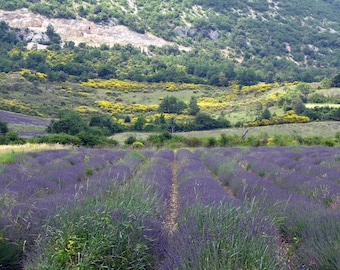 Lavender Certified Organic 100% Essential Oil