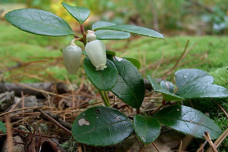 Wintergreen Essential Oil