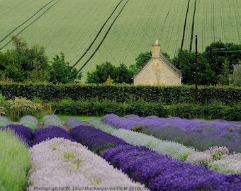 Lavender Bulgarian 100% Essential Oil