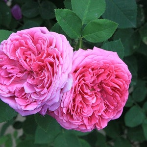 Pode incluir: Duas rosas cor-de-rosa com pétalas enrugadas florescem contra um fundo de folhas verdes.