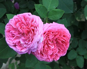 Rose Damask Absolute