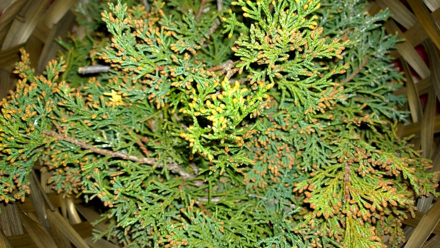 4 oz Flat Cedar needles branches for smudging smudge healing Etsy