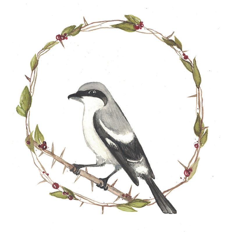 Fine Art Print Nature Artwork Loggerhead Shrike Threatened Prairie Bird Series