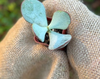 2" Crassula Arborescens 'Silver Dollar Jade"