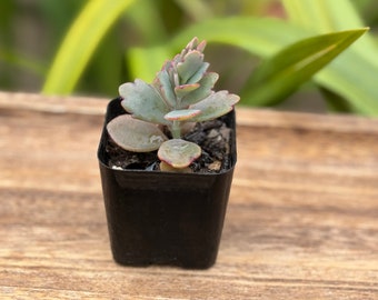 Kalanchoe fedtschenkoi - Lavender Scallops Succulent