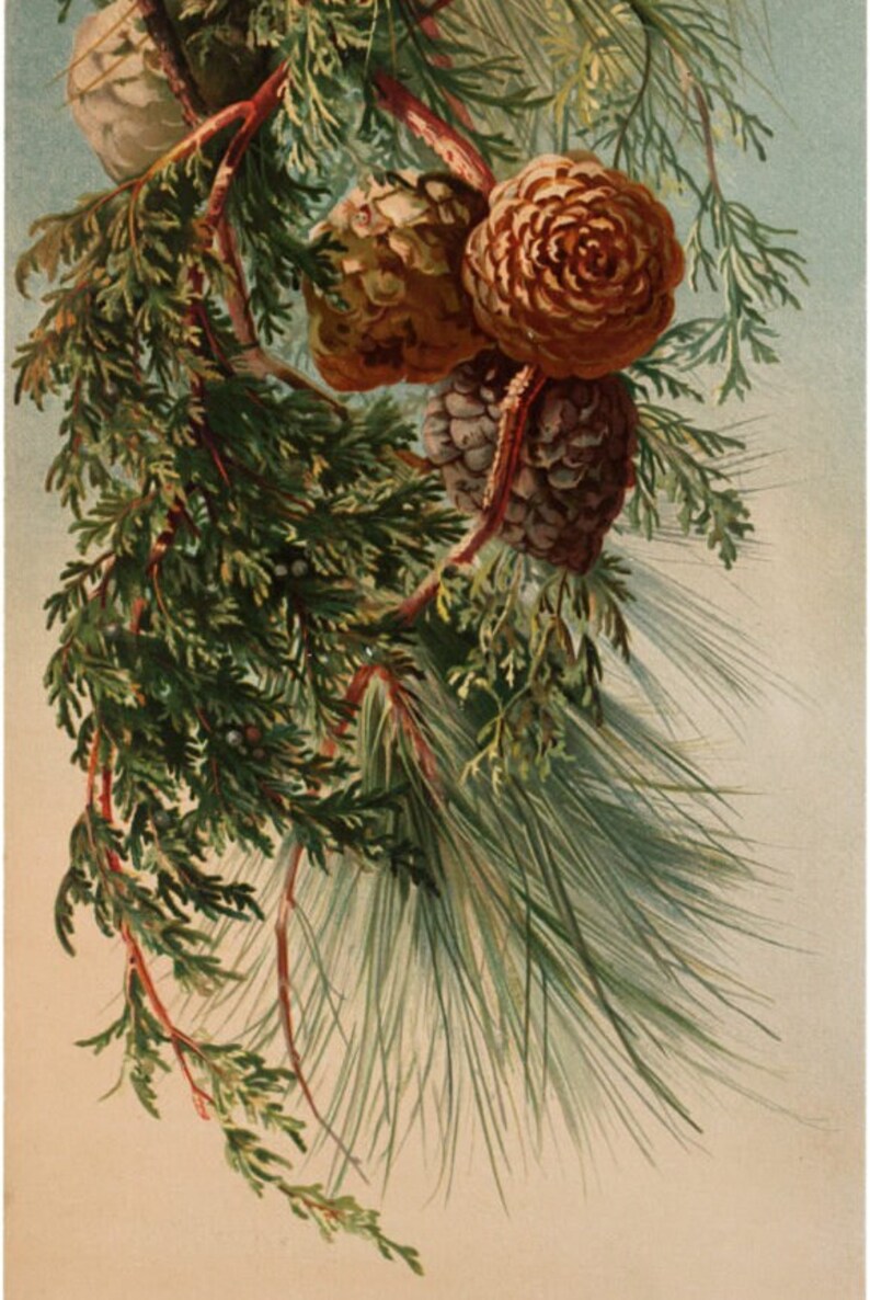 May include: A close-up of a branch of a coniferous tree with three pine cones. The pine cones are brown, green, and gray. The branch is green and has a few red twigs.