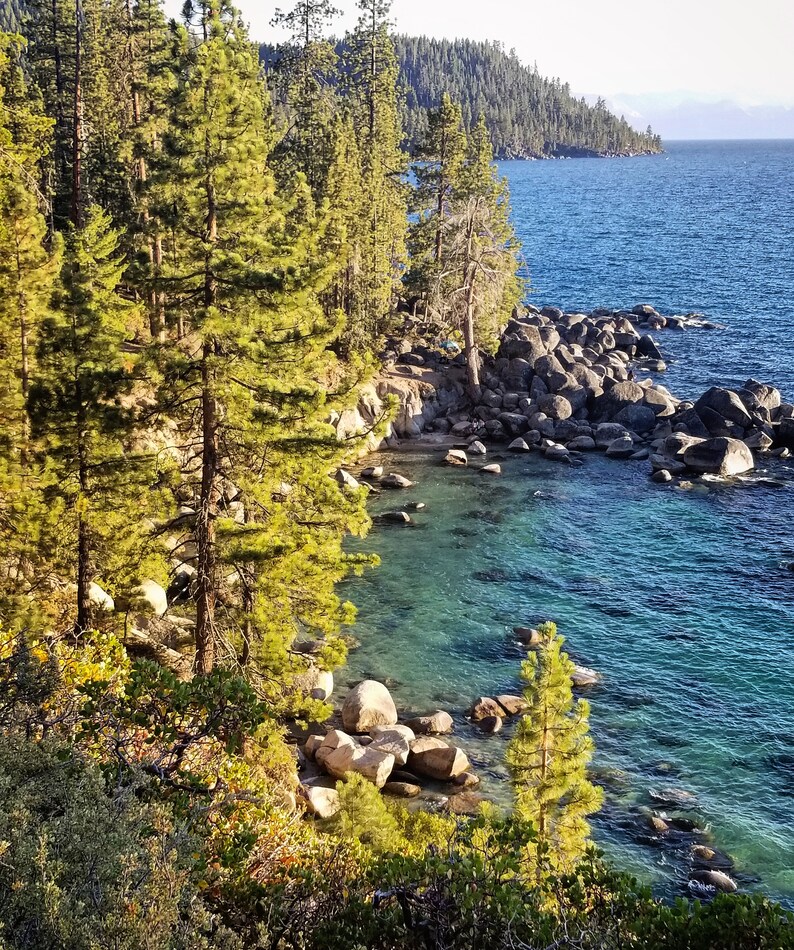 May include: A rocky shoreline with clear blue water and tall pine trees. The water is shallow and turquoise near the shore, and the rocks are gray and brown.