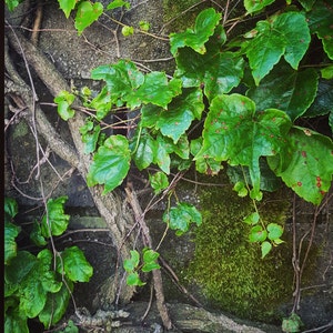 Peut inclure: Gros plan sur un mur de briques recouvert de lierre vert avec des branches brunes et de la mousse. Le lierre a des taches rouges sur les feuilles.