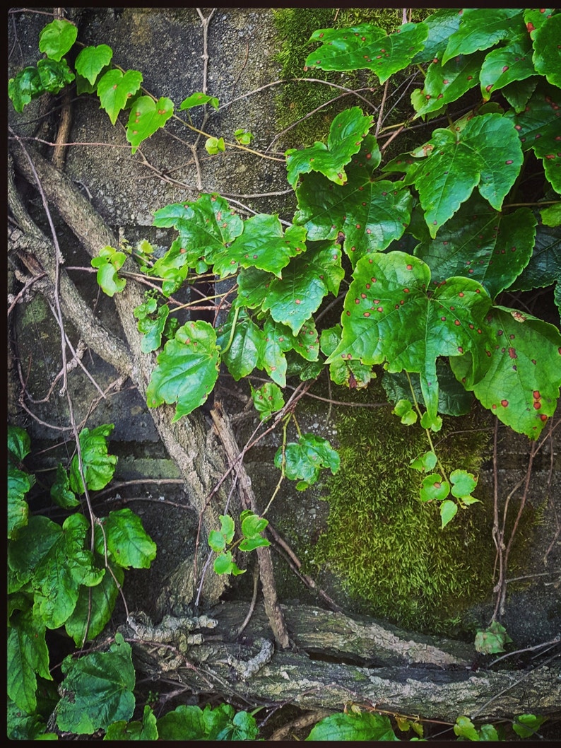 Peut inclure: Gros plan sur un mur de briques recouvert de lierre vert avec des branches brunes et de la mousse. Le lierre a des taches rouges sur les feuilles.
