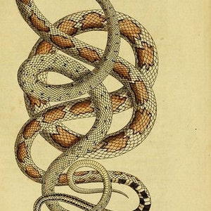 Puede incluir: Una ilustraci&oacute;n vintage de dos serpientes entrelazadas. Las serpientes son blancas con marcas marrones. La imagen est&aacute; etiquetada como "Dieperlfarbige Natten" y "Die zufamen gedr&uuml;ckter Natter!"