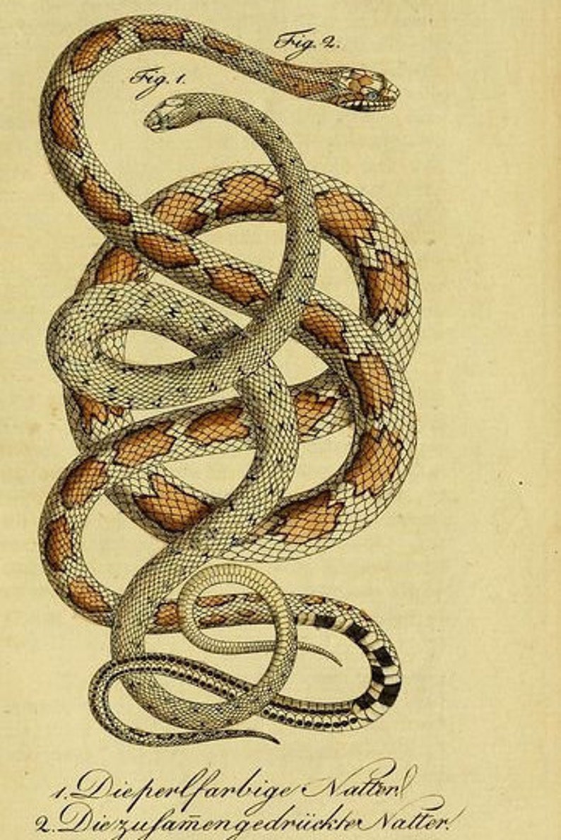 Puede incluir: Una ilustraci&oacute;n vintage de dos serpientes entrelazadas. Las serpientes son blancas con marcas marrones. La imagen est&aacute; etiquetada como "Dieperlfarbige Natten" y "Die zufamen gedr&uuml;ckter Natter!"