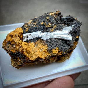 May include: A close-up of a mineral specimen featuring a matrix of dark gray and golden-brown rock. White, fibrous crystals are prominently displayed across the surface, creating a striking contrast. The specimen is presented in a clear plastic tray.