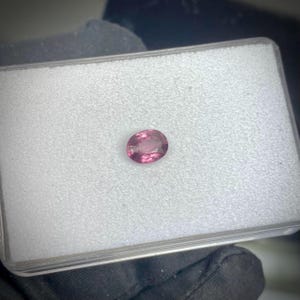 May include: A small, oval pink gemstone is presented in a clear plastic case with a white interior. The polished gemstone has a slightly translucent appearance. The case is held by a gloved hand. The gemstone is likely a few cm in length.