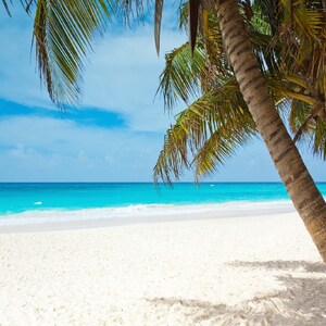 May include: A tropical beach scene with white sand, turquoise water, and palm trees. The palm trees are in the foreground and the beach is in the background.