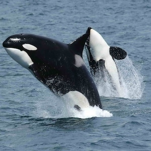 May include: Two black and white orcas leap out of the water, creating a splash of water droplets. The larger orca is in the foreground, while the smaller orca is behind it.