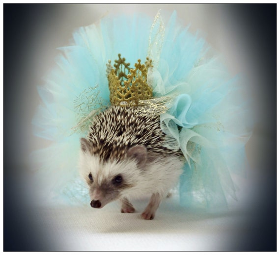 american girl hedgehog