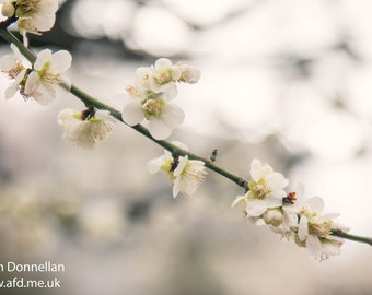 Japan Plum Blossoms Photo Print, Ume Blossoms, Flower Photo Print, Japan Photo Print, Flower Wall decor, Flower Prints, Christmas gift