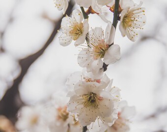 Plum Blossoms Photo Print, Japanese Ume Blossoms, Flower Photo Print, Japan Photo Print, Flower Wall decor, Flower Prints, Christmas gift