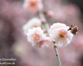 Plum Blossoms Photo Print, Japanese Flowers Wall Art, Ume Wall Art, Japan Photography Print, Flower Wall decor, Flower Prints Christmas gift