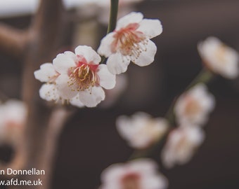 Plum Blossoms Photography Print, Japanese Flower Art, Ume Photo Print, Japan Photo Print, Flower Wall decor, Flower Prints, Christmas gift