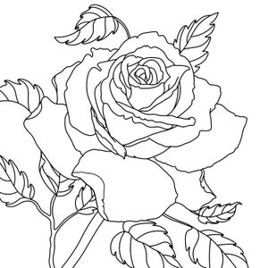 colouring roses book instant download image 6