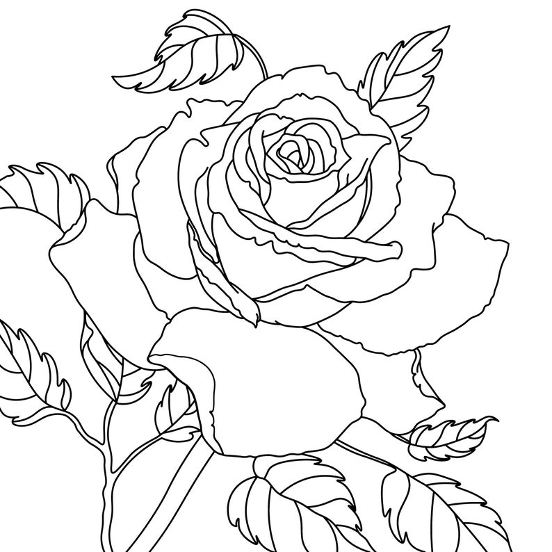 colouring roses book instant download image 6