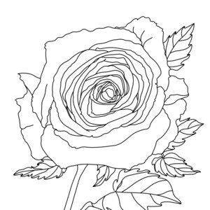 colouring roses book instant download image 9