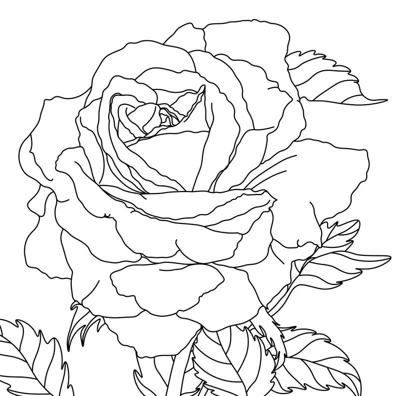 colouring roses book instant download image 8