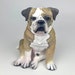 see more listings in the English Bulldogs  section