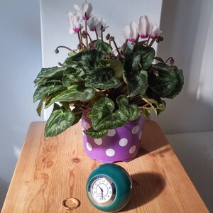 May include: A potted cyclamen plant with white and pink flowers in a purple pot with white polka dots. The plant is sitting on a wooden table next to a green clock with white numbers.