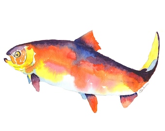 Fish art, paintings of fish, Watercolour print of a Rainbow Trout, Rainbow Trout pictures, Fish pictures, watercolour fish prints,