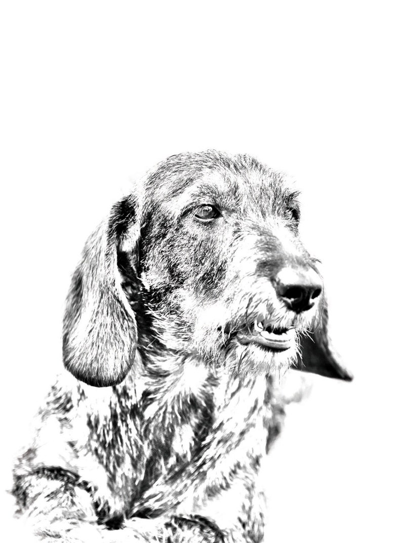 Gravestone oval ceramic tile with an image of a dog. Jagdterrier
