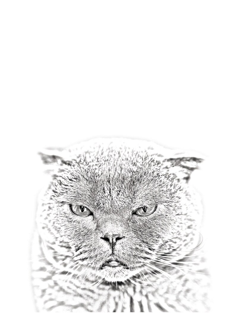 Gravestone oval ceramic tile with an image of a cat. Scottish Fold