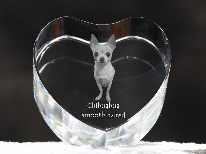 treasured hearts chihuahuas treasured hearts chihuahuas