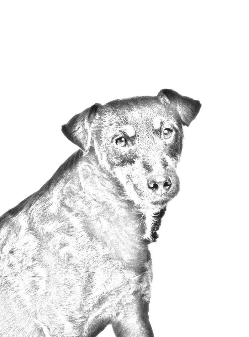 Gravestone oval ceramic tile with an image of a dog. Jagdterrier
