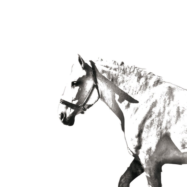 unique gift sublimation Spanish-Norman horse NEW collection of necklaces with images of horse