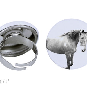 Ring with a horse - American Saddlebred