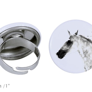 Ring with a horse - Barb horse