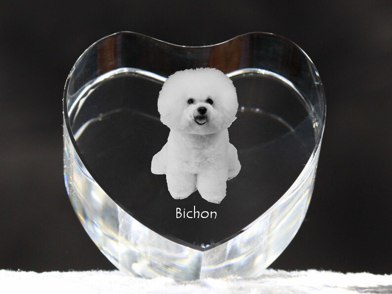 bichon frise google translate