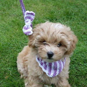 以下が含まれることがあります： 紫と白のストライプの編み物製の首輪とリボンをつけた、小さな薄い茶色の犬。犬は緑の芝生に座っています。
