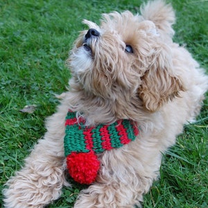 May include: A small, light brown dog wearing a red and green striped knitted scarf with a red pom-pom. The dog is lying on green grass and looking up.
