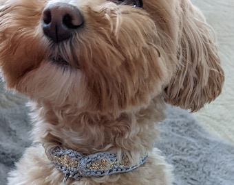 May include: A small, light brown dog with fluffy fur is wearing a blue and gold collar. The dog is looking up and has its paws raised.
