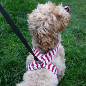 May include: A small, light brown dog wearing a red and white striped knitted harness. The dog is looking up and has its tongue sticking out.